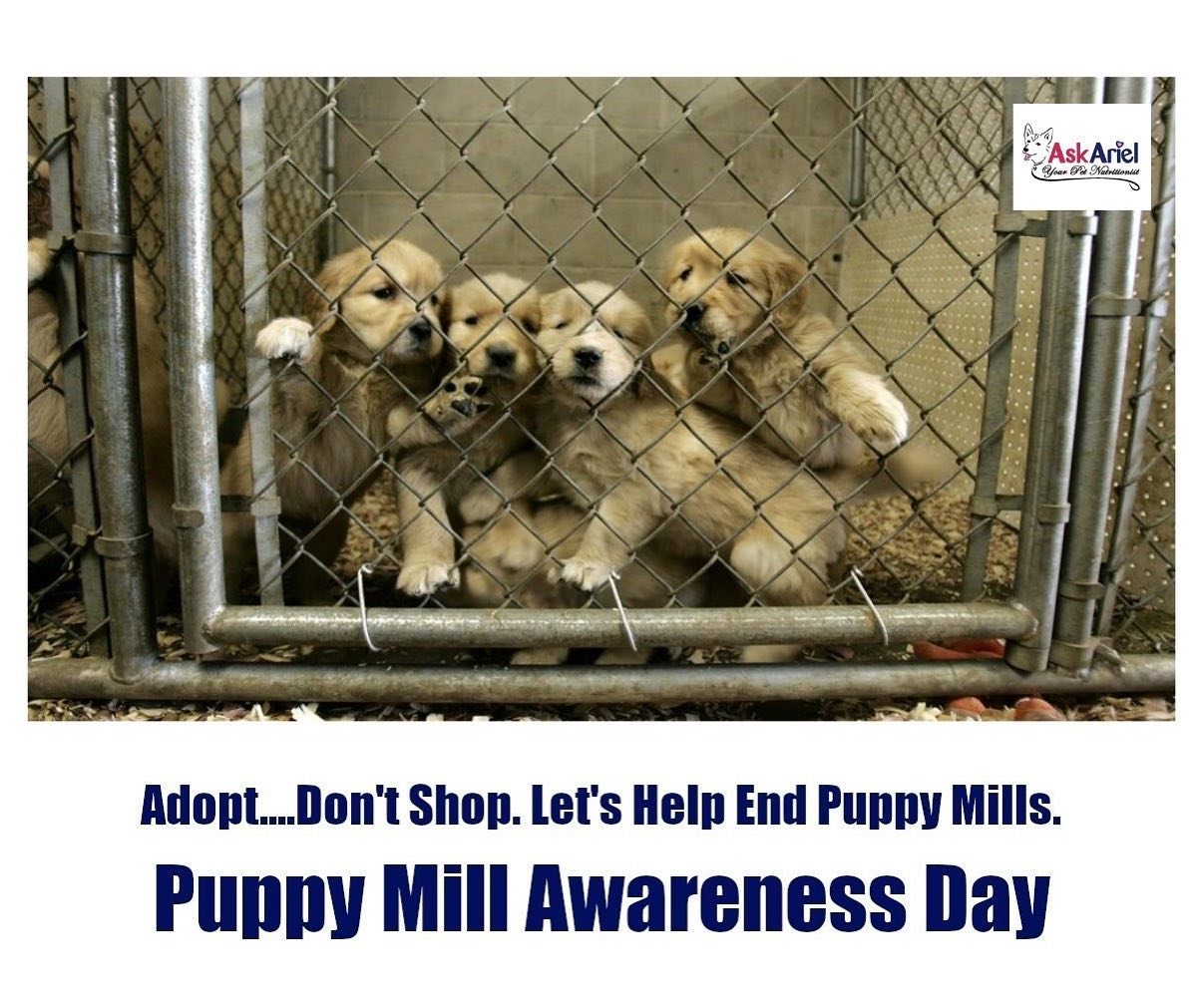 Puppy Mill Awareness Day Holistic Vet and Pet Nutrition Journal